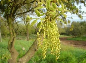 פריחת עצים ביער אילנות. צילום: מיכאל חורי. צילום: באדיבות ארכיון הצילומים של קקל