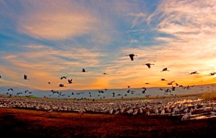 עגורים באגמון החולה. צילום באדיבות אגמון החולה קק''ל
