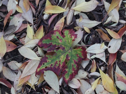 מתכוננים לחורף: שלכת בסטף. צילום: יוסי זמיר