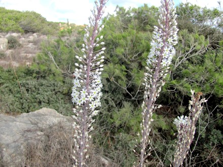 חצבים פורחים. צילום: אדוה קימלפלד