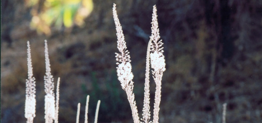 פורח בסתיו - החצב. צילום: ארכיון הצילומים של קקל
