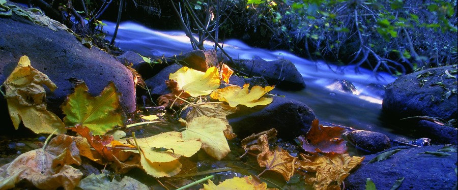 עלי שלכת. צילום: אבי הירשפילד, ארכיון הצילומים של קקל