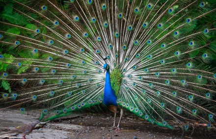 התבחרי בי? טווס מרהיב צבעים. צילום: pixabay
