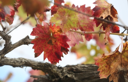 עם בוא הסתיו העלים הופכים אדומים וכתומים. צילום: יוסי זמיר
