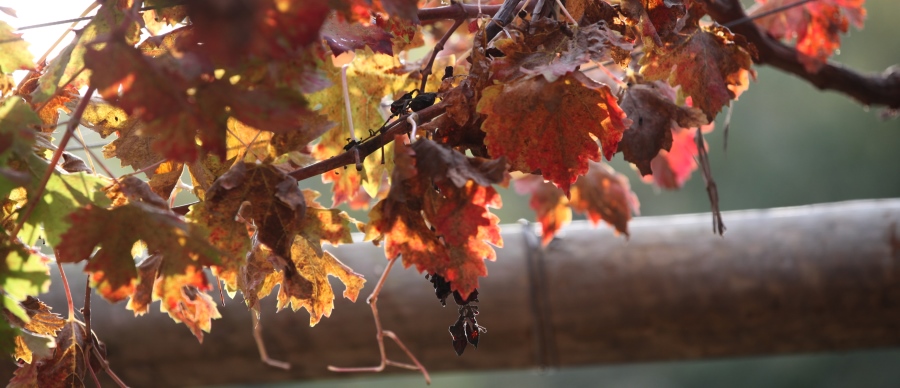 סתיו בסטף. צילום: יוסי זמיר, ארכיון הצילומים של קקל