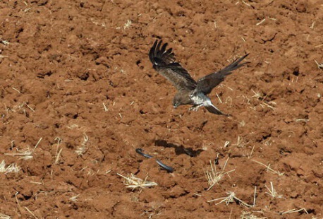 ציפור דורסת צדה נחש בפארק בריטניה בנגב. צילום: חיים שוחט, ארכיון הצילומים של קקל