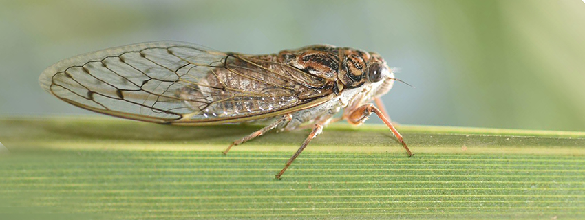 ציקדה הולכת על עלה. צילום: pixabay