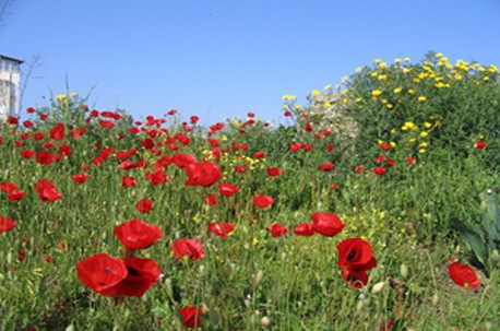 שמש חורפית. טיילה וצילמה: ענבר מעיין