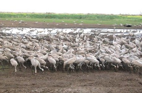 עגורים באגמון החולה