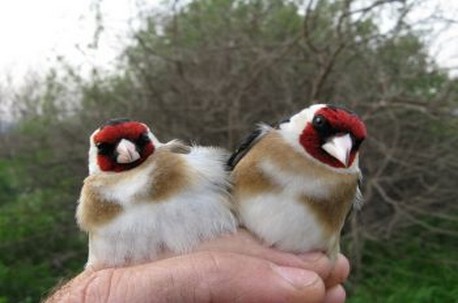 צילום: נדב ישראלי, אגמון החולה