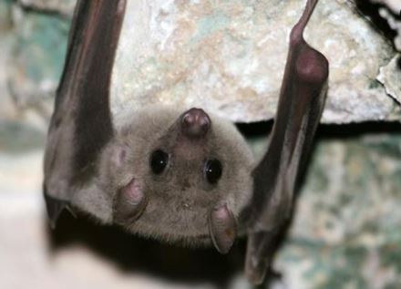 העטלף נכנס לשנת חורף. צילום: אבי הירשפילד, ארכיון הצילומים של קקל