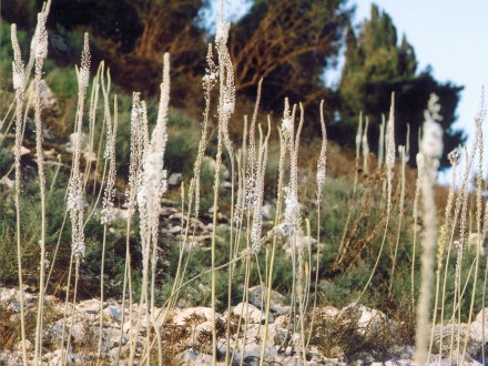 חצב מצוי: צמח חורף מובהק. צילום: ארכיון הצילומים של קקל