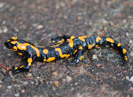 עשרה חודשי הריון. הסלמנדרות. צילום: pixabay