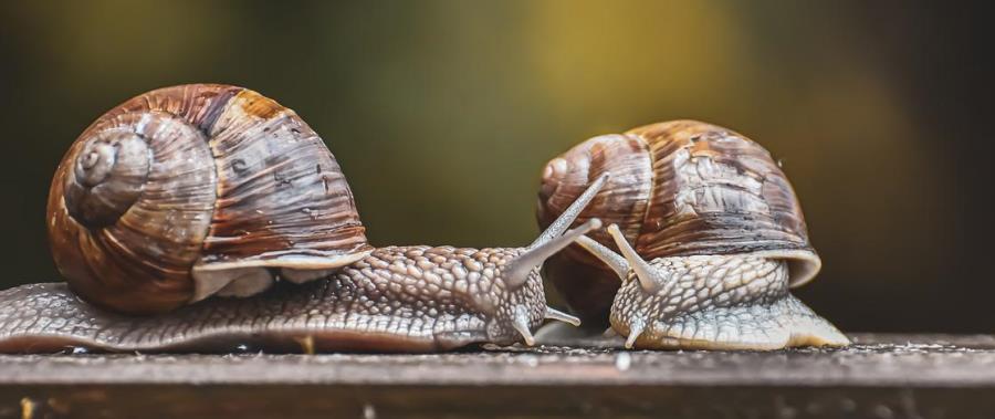 ראשונים במרוץ ההזדווגות של החורף. החלזונות. צילום: pixabay