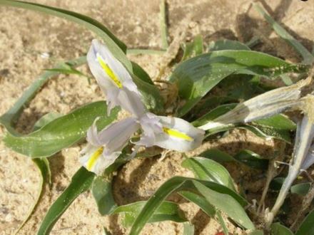 איריס מצוי פורח בחורף. צילום: פנינה לבני, ארכיון הצילומים של קקל