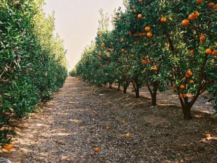 שיא העונה: תפוזים והדרים. צילום: יעל אילן