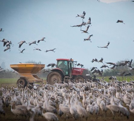 עגורים באגמון החולה. צילום: אנצ'ו גוש, ארכיון הצילומים של קק''ל