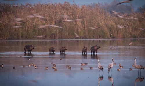 מקום שהפך ממטרד לגן עדן לבעלי החיים. צילום: אנצ'ו ג'וש, ארכיון הצילומים של קק