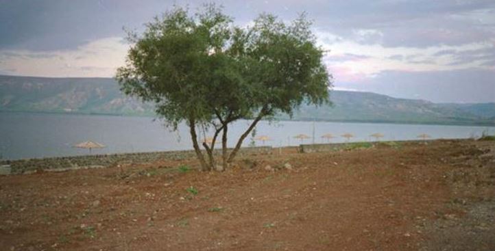 חוף בכינרת. צילום: ארכיון הצילומים של קק