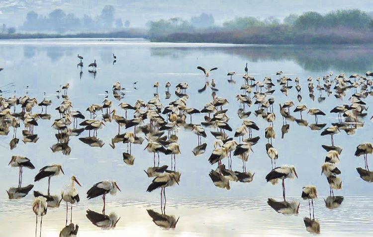 חסידות בעת נדידתן עוצרות באגמון. צילום: ענבר רובין
