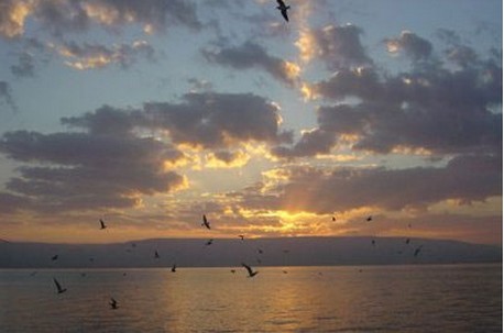 מארג מזון מורכב. ציפורים בכינרת. צילום: מיכאל חורי, ארכיון הצילומים של קק