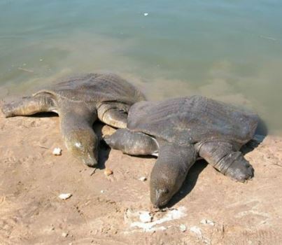 צבים רכים בנחל אלכסנדר. צילום: יעקב שקולניק, ארכיון הצילומים של קקל