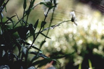 נשקה את הגינה באמצעות ממטרות ומתזים בלילה ומוקדם בבוקר. צילום: נטע מעיין