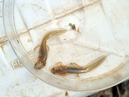 טריטונים שנמצאו בבריכת הודיה. צילום: אלדד אלרון