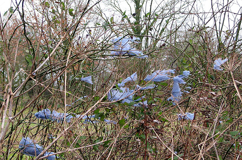 alt="שאריות שקיות ניילון על סבך שיחים. צילום: וויקיפדיה"