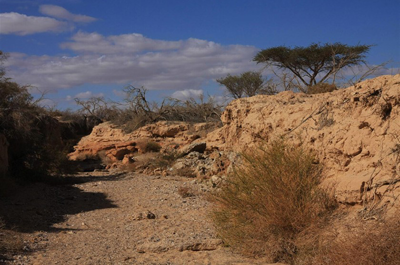 עצי שיטה בנחל גדרון בערבה. צילום: יעקב שקולניק, ארכיון הצילומים של קק"ל