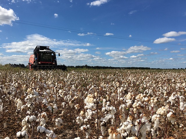 שיא לבן בנגב
