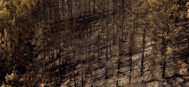 האש כילתה כ-35,000 דונם של אדמות יער וחורש ומיליוני עצים. צילום: קק"ל