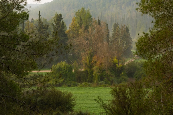 100 בשמירה על היערות