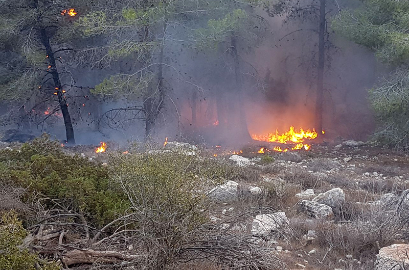 שריפה ביער. צילום: יעקב וסרמן