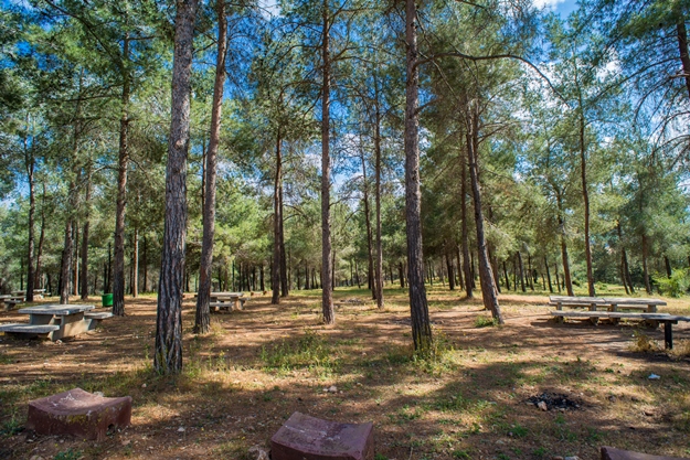 יום היערות הבינלאומי