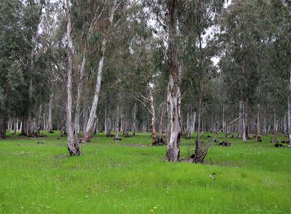 תמ"א ליער וייעור מאושרת