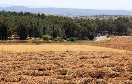 יער חרובית. צילום: יעקב שקולניק, ארכיון הצילומים של קקל