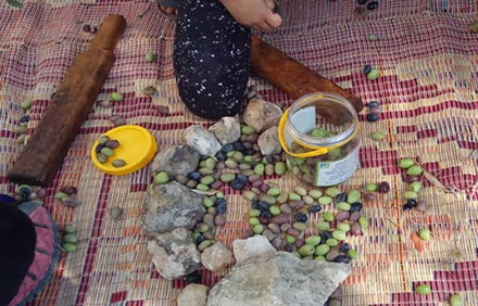 זיתים שנמסקו ביער בן שמן. צילום: ארכיון הצילומים של קקל