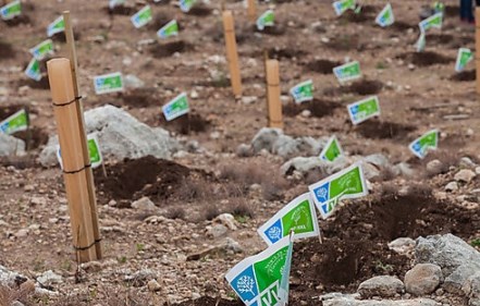 צילום: ארכיון הצילומים של קקל