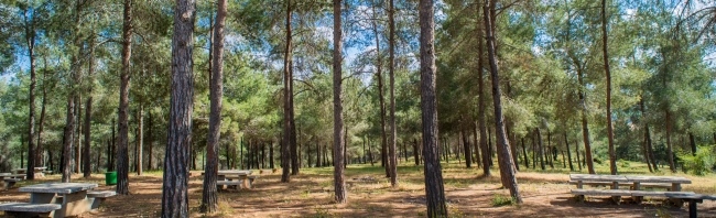 יער בלפור. צילום: סוכנות ג'יני, ארכיון הצילומים של קקל