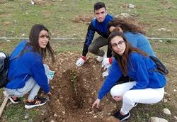 נוטעים שתילים רכים. צילום: רים דגש קקל