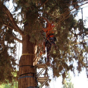 מטפס אמיץ עולה למעלה ולמעלה. צילום: יואב לין