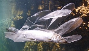 דג שנלכד בכפפת פלסטיק ומת. צילום: pixabay