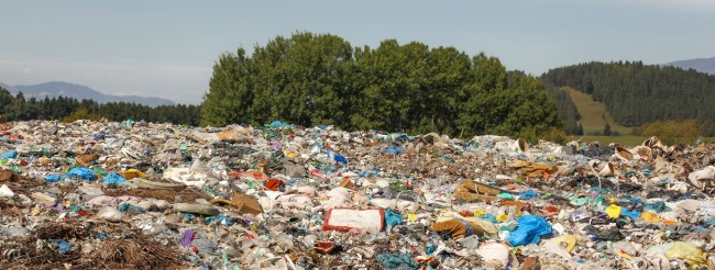 מזיק לסביבה, לבעלי החיים ולנו. פלסטיק ביערות. צילום: shutterstock