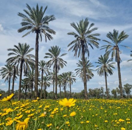פרי הדקל, תמר. עדיין השם הכי נפוץ מהטבע בקרב הבנות. צילום: ארכיון הצילומים של קקל