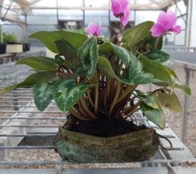 מסיכה שהפכה לעציץ. צילום: פבלו צ'רקסקי, קקל