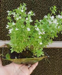 לא שתילים גבוהים מדי. צילום: פבלו צ'קרסקי, קקל