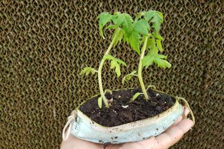 מסיכה שהפכה לעציץ. צילום: פבלו צ'רקסקי, קקל