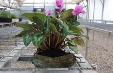 לא שתילים גבוהים מדי. צילום: פבלו צ'קרסקי, קקל