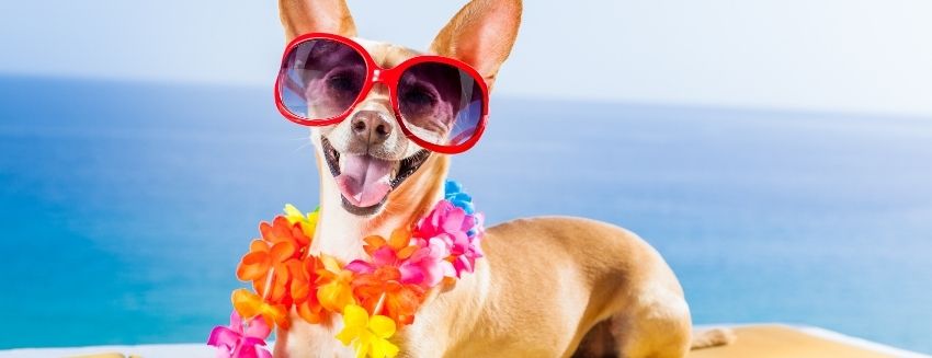 חינוך ונוער – אתר קק"ל למחנכים, ילדים ונוער - מה בין שרב, כלב וחתול?